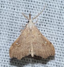 - 8401 – Redectis vitrea – White-spotted Redectis Moth (20927728236).jpg