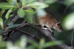 15I0304-笔尾树鼠 Pencil-tailed tree mouse (34223830063).jpg