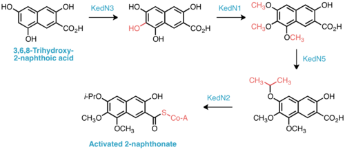 Proposed biosynthesis of activated 2-naphthonate subunit.