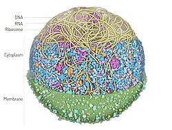 3D Whole Cell (3D-WC) model of a Mycoplasma genitalium cell.jpg