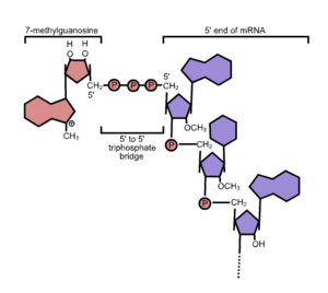 5'cap structure