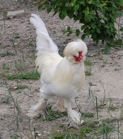 A White Sultan (chicken).jpg