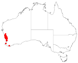 "Acacia auronitens" occurrence data from Australasian Virtual Herbarium