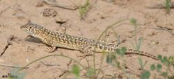 Acanthodactylus maculatus.jpg