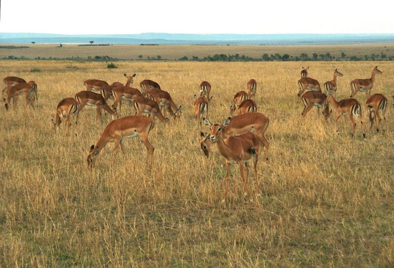 File:Aepyceros melampus (Masai Mara, Kenya).jpg