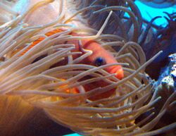 Amphiprionephippium.jpg