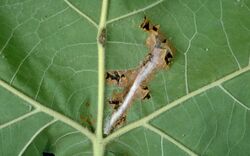 Ancylis platanana larva.jpg