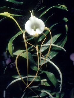 Angraecum ramosum Orchi 12.jpg