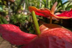 Anthurium crassinervium.jpg