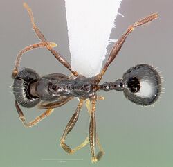 Aphaenogaster patruelis casent0005726 dorsal 1.jpg