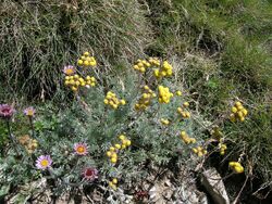 Artemisia glacialis.JPG