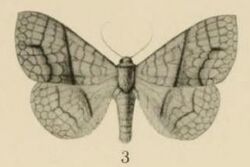 Aurevilius, 1910. Pl.2-03-Xanthodesma aurata.JPG