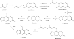 Bergamottin biosynthesis.svg