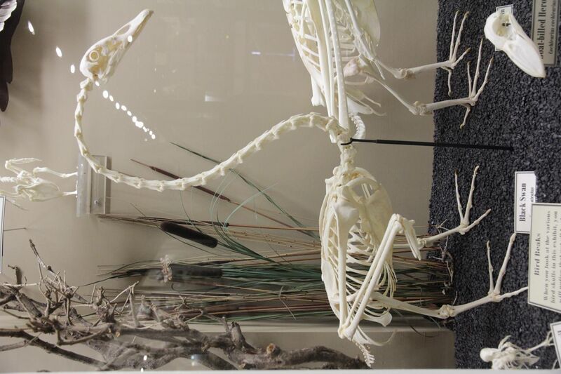 File:Black Swan skeleton.jpg