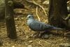 Blue Ground-Dove - Rio Tigre - Costa Rica S4E9951 (26631236791).jpg