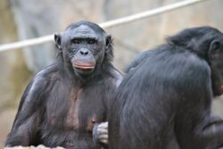 Bonobos 2012.JPG