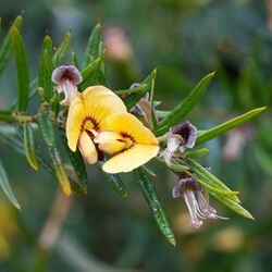 Bossiaea rosmarinifolia.jpg