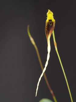 Bulbophyllum contortisepalum (36223774374).jpg