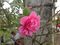 Camellia japonica Anticipation.jpg