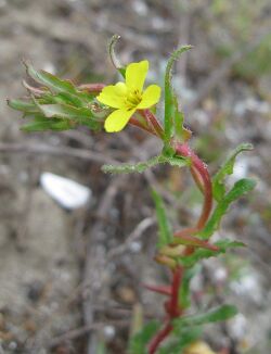 Camissoniopsis lewisii.jpeg