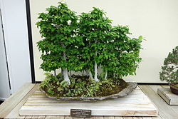 Carpinus laxiflora bonsai - Longwood Gardens - DSC01262.JPG