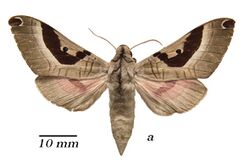 Ceridia agilei agilei holotype (Central African Republic, Bamingui-Bangoran Prov., 75km SSW Ndélé) (SMCR) male upperside.jpg
