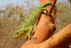 Chamaeleo senegalensis.JPG