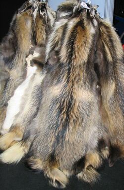 Chinese raccoon fur skins.jpg