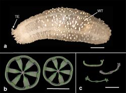 Chiridota rotifera (10.1590-1676-0611-BN-2017-0363) Figure 11.jpg