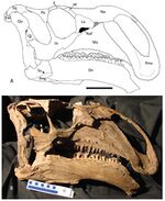 Choyrodon skull.jpg