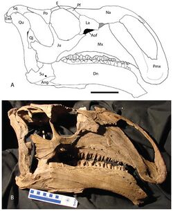 Choyrodon skull.jpg