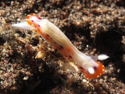 Chromodoris decora (8227833333).jpg