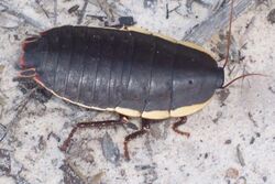 Cockroach 8 cm long Ku-ring-gai Chase National Park.jpg