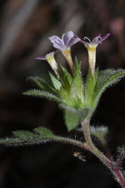 Collomia heterophylla 4826.JPG