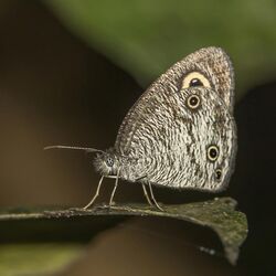 Common African ringlet (Ypthima doleta).jpg