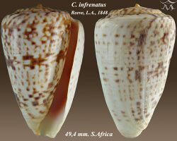 Conus infrenatus 2.jpg