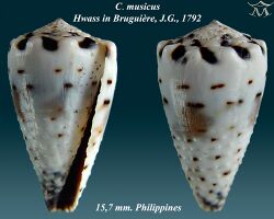 Conus musicus 2.jpg