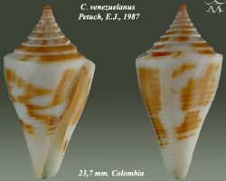 Conus venezuelanus 1.jpg