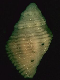 Coralliophila mira 001.jpg