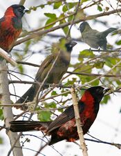 Crimson-colored Grosbeak From The Crossley ID Guide Eastern Birds.jpg