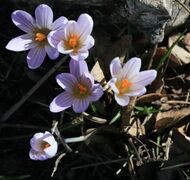 Flowers of Crocus versicolor
