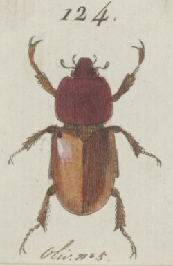 Cyclocephala - Print - Iconographia Zoologica - Special Collections University of Amsterdam - UBAINV0274 021 05 0007 (cropped).tif