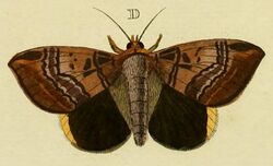 D-Acanthodelta ezea (Cramer, 1779)-(Phalaena Ezea).jpg