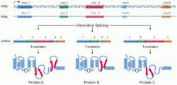 DNA alternative splicing.gif