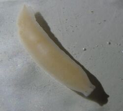 Dendrocoelum lacteum.jpg