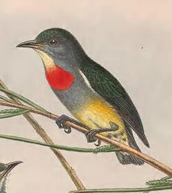 Dicaeum aeneum - The Birds of New Guinea (cropped).jpg