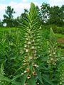 Digitalis lanata 002.JPG