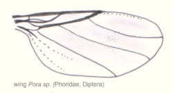 Dip-phoridae-phora-wing.png