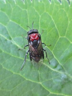 Eriocampa ovata (Tenthredinidae sp.), Elst (Gld), the Netherlands.jpg