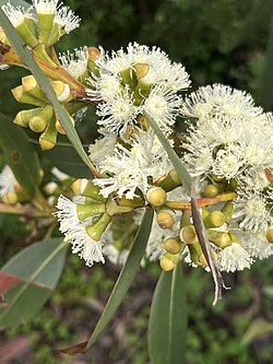 Eucalyptus langleyi 01.jpg